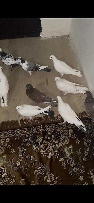 Balıqlar: Məhsul: Ev göyərçinləri dəsti Təsvir: - Şəkillərdə müxtəlif rəng və — 4