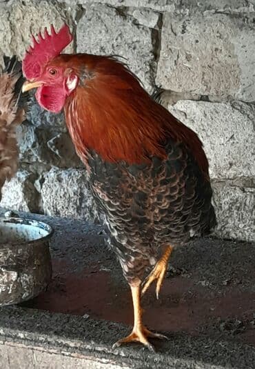 Heyvanlar üçün mallar: Xoruz, il: <1 — 5