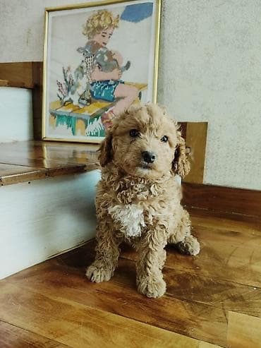 şpitz itləri: Pudel — 2