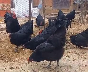 cins toyuq: Toyuq, Ətlik — 10