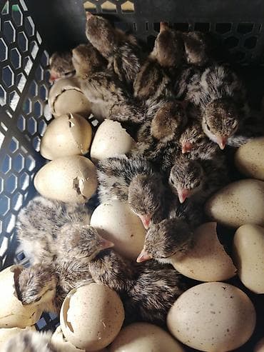 Cücələr: Damazlıq — 2