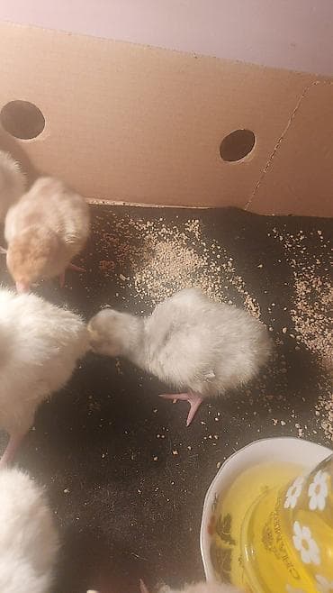 cepis sekilleri: Hinduşka cücələri (piliçlər) - Cins: evdə bəslənən hinduşka (çeşidli — 3