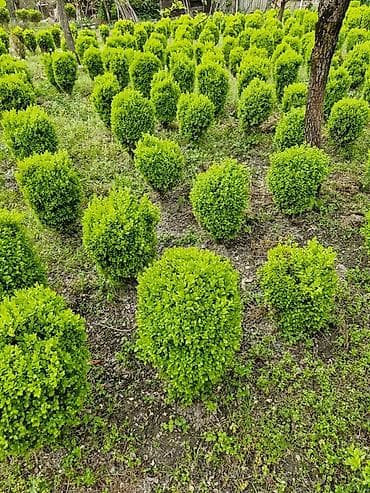 rozmarin bitkisi: Buxus (şimşir) dekorativ kolları – formal heykəllər və canlı hasarlar — 9