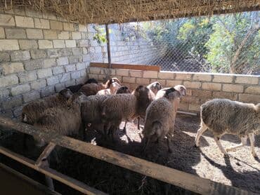 balonka türkçe ne demek: 14 baş bordaq kök quzulardı. -6 başı 21-23 kiloluqdu 8 başı 15-16 — 3