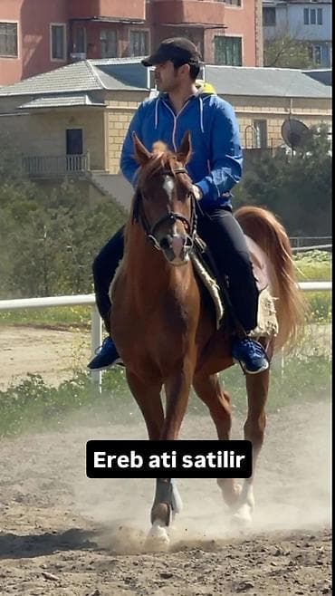 Satisda ereb ingilis dilboz ati var heresininde ayri ayri qiymetleredi