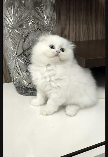 fold: Şotland yastı qulaq, Erkək, Dişi, Yaxşı əllərə, Ünvandan götürmə, Pulsuz çatdırılma, Ödənişli çatdırılma — 5