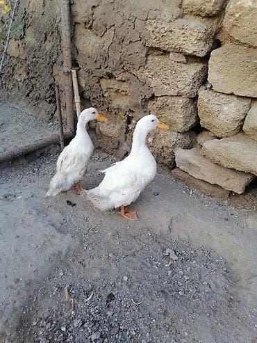 lal ördey: Salam 1 erkek 1 dişi ördəklərdir öz həyətimin heyvanlarıdır — 1
