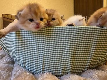 su pişiyi: Britan — 4