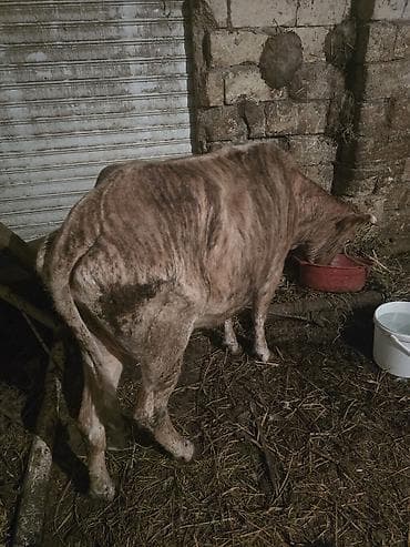 ətlik inək cinsləri: Mal-qara – cins buzağı/yağlılıqda dana - Növ: iri buynuzlu heyvan — 1