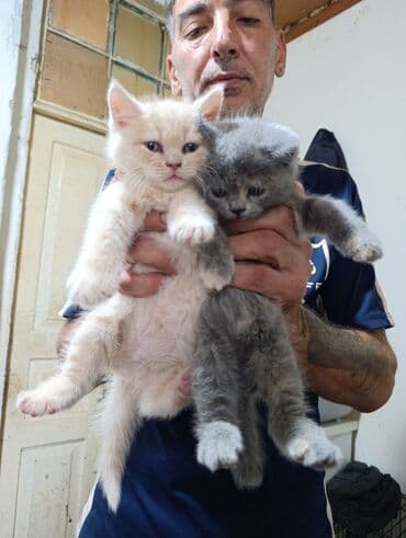 haski bala: Britan — 12