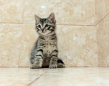 itle qizin seksi: Dişi, Yaxşı əllərə, Ünvandan götürmə — 6