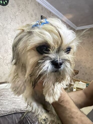 i̇tlər afcarka: Shi-tsu, 7 ay, Dişi — 3