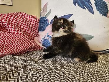 Britan, Dişi, Ünvandan götürmə, Pulsuz çatdırılma, Ödənişli çatdırılma