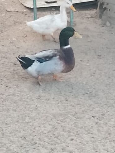 hinduşqa balası: Satılır: ördək sürüsü - Növlər və rənglər: ağ, qara, boz, qəhvəyi və — 4