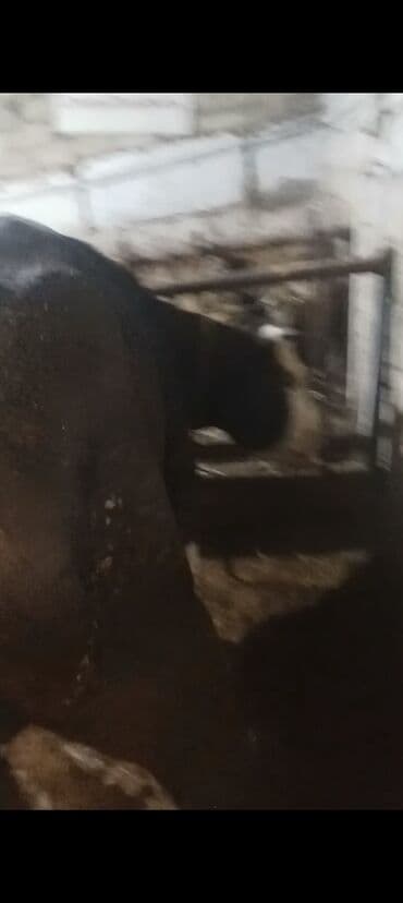 Inəklər, öküzlər: Dişi, Holsteyn, il: 2, 500 kq, Ətlik — 4