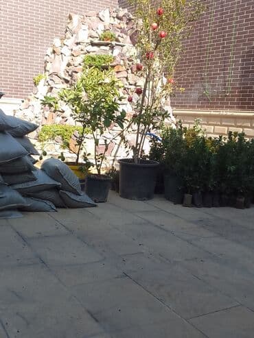 ищу работу садовник на дачу: Bağban xidməti qazon biçmək ağacların biçilməsi budanması — 13