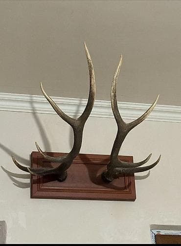 Fiqurlar: Dekorativ divar aksesuarı – maral buynuzu kompozisiyası - İki ədəd — 1