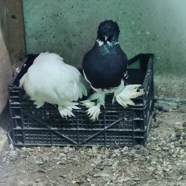 göyercin: Cins göyərçinlər – 2 ədəd - Növ: bəzək/şou tipli tüklü-pəncəli — 5