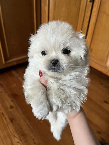 Грызуны: Пекинес, 1 месяц, Самка — 6