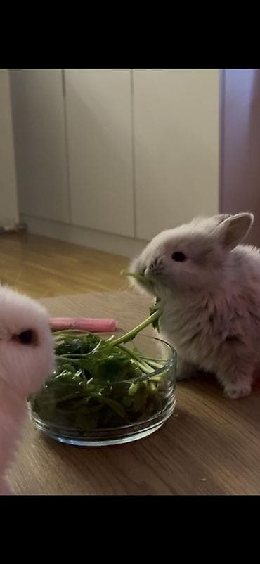 qurdbasar satilir: 🐰Netherland Dwarf cinsi dovşanlardı( cücə cinsi böyüməyən ev — 4