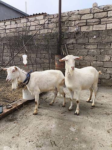 erkəy danalar: Təmiz orginal 3 dənə Sani satılır ikisi balalıdı hərəsin bir balası — 10