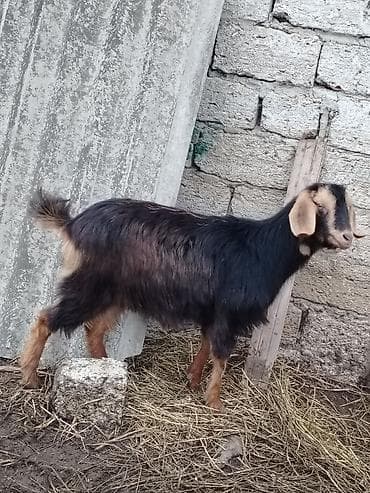 dişi labrador: Dişi, Hələb, il: 1, 23 kq, Damazlıq, Südlük, Ətlik, Ünvandan götürmə — 2