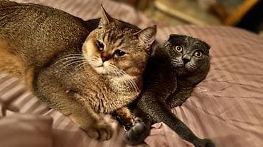 suda yaşayan heyvanlar: Britan, Erkək, Cütləşmə üçün — 5