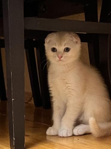 Şotland yastı qulaq, Erkək