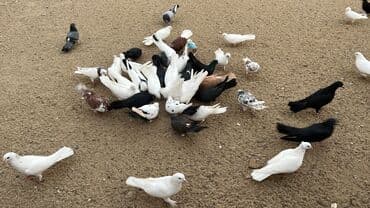 ucuz goyərcin: Müxtəlif rəngli göyərçinlər – dekorativ və uçuş üçün - Rəng çeşidi — 1