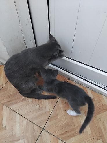 pişik pişik: Britan, Dişi, Yaxşı əllərə, Ödənişli çatdırılma — 1
