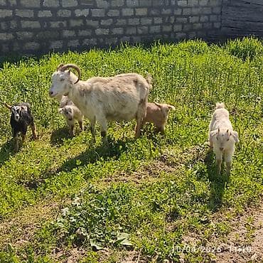 cins keçilər: Rus keçisi 4 balası var ot yeyirler südlü heyvandi ünvan Masdaga — 4