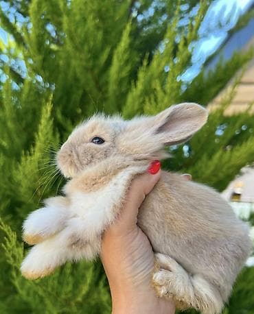 dovşan yuvasi: Salam əziz dostlar, bizdə hər növ dovşan var. Bunlar dovşanların öz — 1