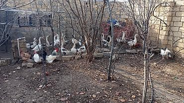 bala qazlar: Dişi, | Linda, Damazlıq, Ünvandan götürmə — 2