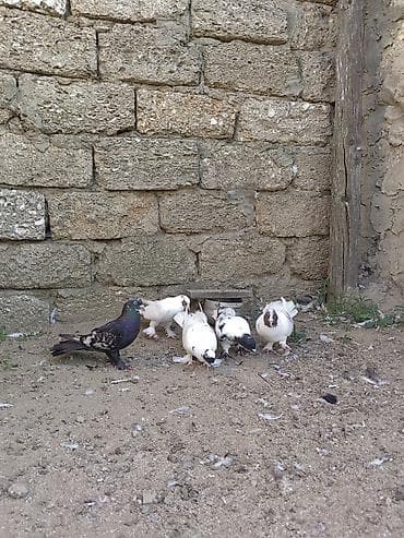qusxana: Bakı Göyərçinləri 5 ədəd. - Növləri: rəngarəng və ağ əsaslı — 3