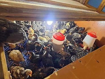 ucuz toyuq satisi: Toyuq cücələri, Ətlik, Ödənişli çatdırılma — 6