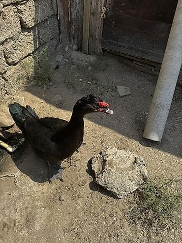 karella quş: Lal ördek, Amerikan sortu Erkek təmiz qan satılır — 3