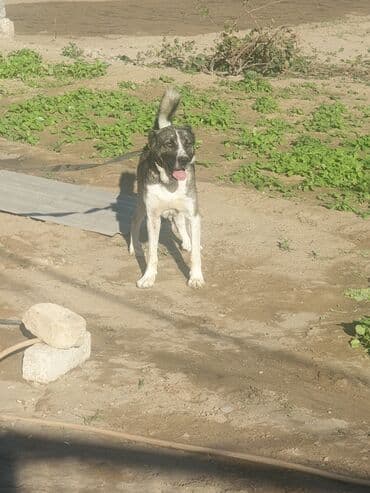 приют для собак баку: Самец, С прививками — 1