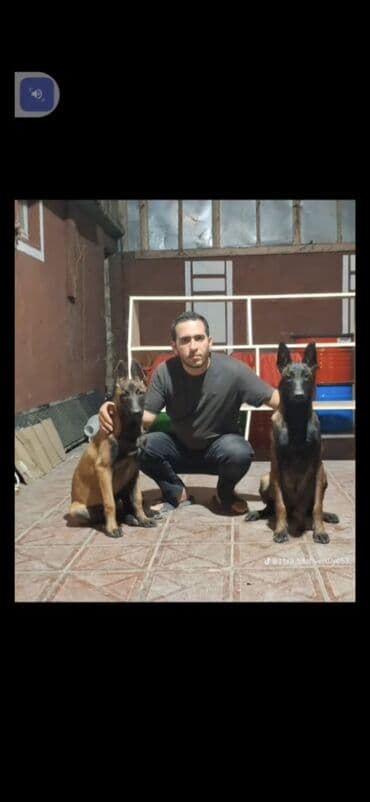 setter it cinsinin digər adı: Belçika çoban iti — 4