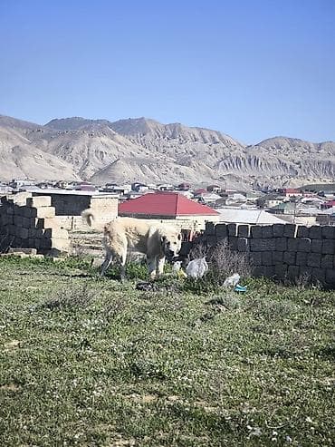 balaca ev itleri: Alabay, Peyvəndli — 3