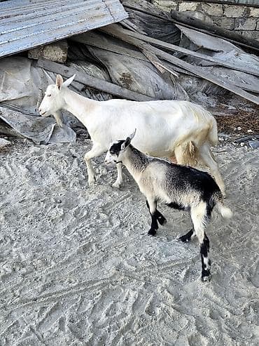 cepisler: Dişi, Zanen, il: 2, Südlük — 1