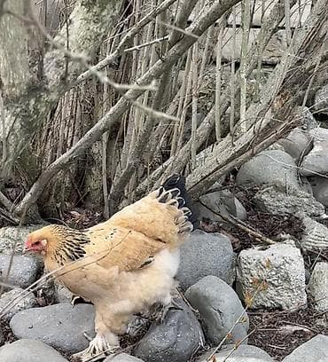 tap az itlər: Toyuq, Brama, Damazlıq — 2