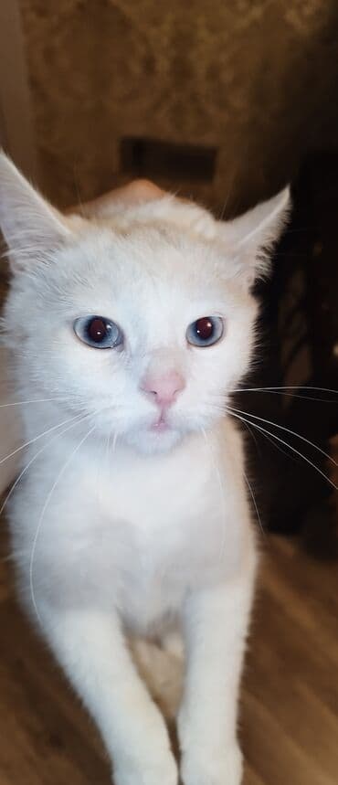 maraqli pişik adları: Dişi, Yaxşı əllərə, Ünvandan götürmə — 13