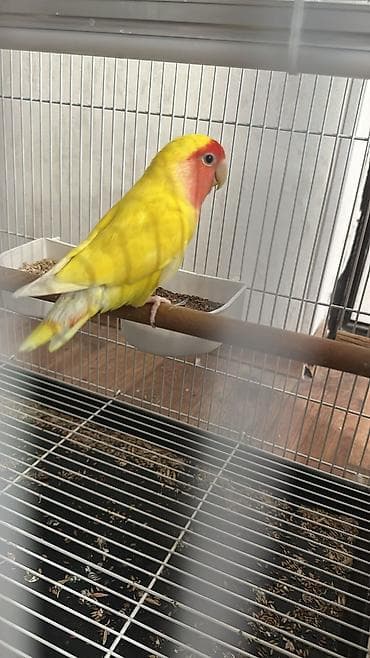 qəfes: Hazir cut neraznuclikler 1 ayliq balasi 3 ededi 120 manat — 3