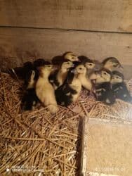 pişiyə verilən adlar: Lal ordey 10 denedi Unvan Xacmaz Qara Qurdu kəndi — 1