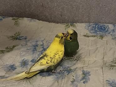 ev heyvanlarının satışı: Məhsul: Cüt dalmatin papuqay (büdcərigar/budgerigar) Təsvir: - İki — 3