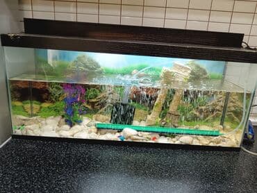 Lincoln: Tam komplekt akvarium seti - Şüşə akvarium, üst qapaqlı - Daxili — 1