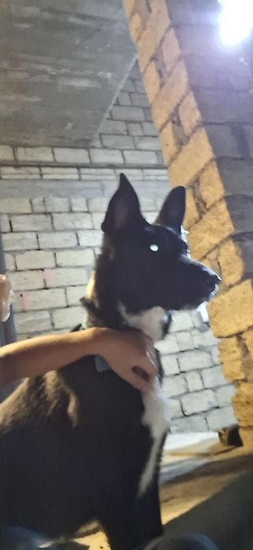 itlerin sekilleri: 2 il, Dişi — 2