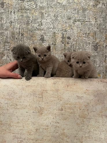 British tipli balaca pişiklər - Cins: Şotland qırma/“British type”