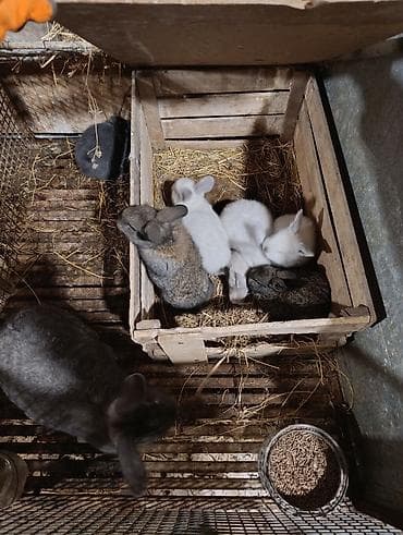 dovsan balasina ne deyilir: Ev şəraitində bəslənən yerli cins dovşan balaları - Rəng çeşidi: boz — 4