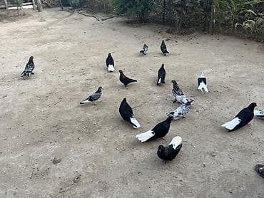 cex quşlar: Məhsul: Ev göyərçinləri dəsti Təsvir: - Bir neçə fərqli rəng və — 3